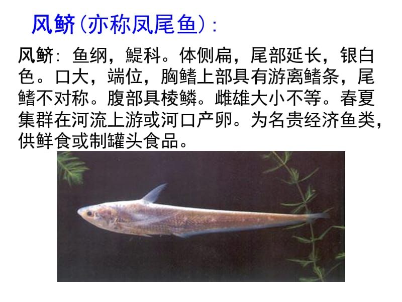 龍魚吃什么有營(yíng)養(yǎng)：-龍魚吃什么有營(yíng)養(yǎng) 水族問答 第2張