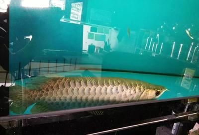 龍魚買回來就死了,什么情況：龍魚在購買后立即死亡的原因 龍魚百科 第5張