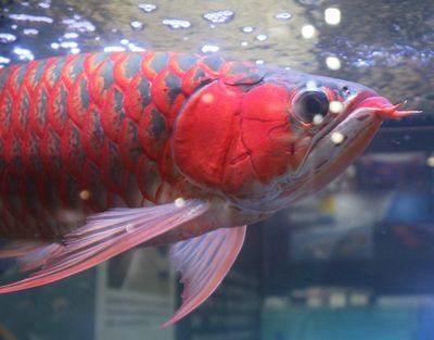 龍魚飼養(yǎng)技巧：龍魚的飼養(yǎng)技巧 龍魚百科 第5張