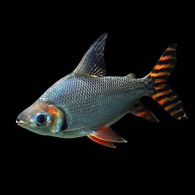 龍魚吃什么魚苗好養(yǎng)：關(guān)于龍魚的問題 水族問答 第2張