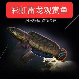 龍魚活體魚：如何預(yù)防龍魚活體魚疾病，龍魚活體魚繁殖技巧分享 龍魚百科 第1張