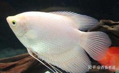 龍魚(yú)都吃啥：龍魚(yú)的飲食主要包括動(dòng)物性飼料以及其他植物性飼料 龍魚(yú)百科 第5張