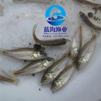 信譽好的魚苗供應商：信譽良好的魚苗供應商品牌排行榜，海鮮知名品牌排名 龍魚百科 第6張