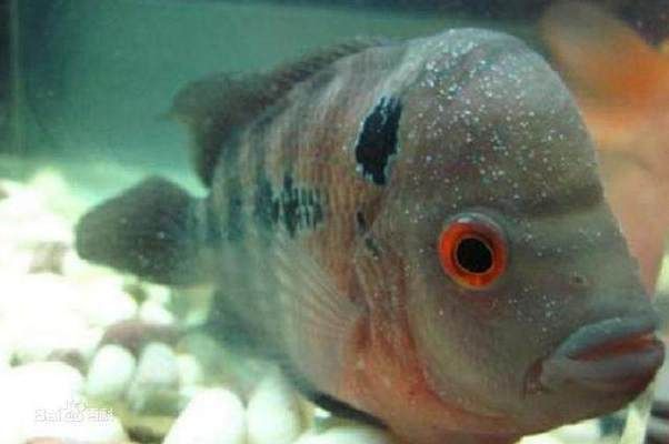 龍魚吃食不積極會怎么樣嗎：龍魚吃食不積極會不會影響健康和壽命？ 水族問答