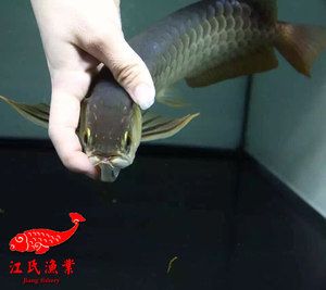 龍魚在馬來西亞貴嗎值錢嗎：馬來西亞龍魚價格相對較低的原因主要有以下幾點 龍魚百科 第3張