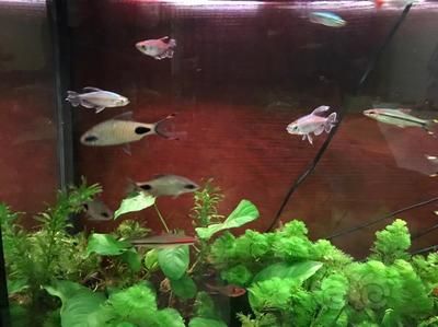 黑影道人魚飼料選擇指南：黑影道人魚飼料的選擇指南 龍魚百科 第4張