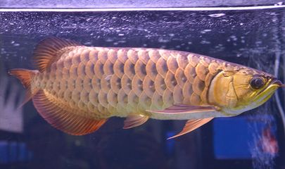 龍魚(yú)在一個(gè)地方不動(dòng)怎么辦：當(dāng)龍魚(yú)在一個(gè)地點(diǎn)靜止不動(dòng)時(shí)，可能有幾個(gè)原因 龍魚(yú)百科 第4張