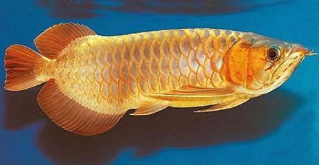 龍魚魚鱗松動是什么原因：如何預(yù)防龍魚魚鱗松動 龍魚百科 第2張