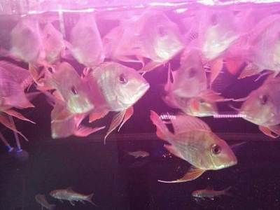 元寶鳳凰魚混養(yǎng)喂食技巧：元寶鳳凰魚專用飼料購買，元寶鳳凰魚增色技巧分享 龍魚百科 第2張