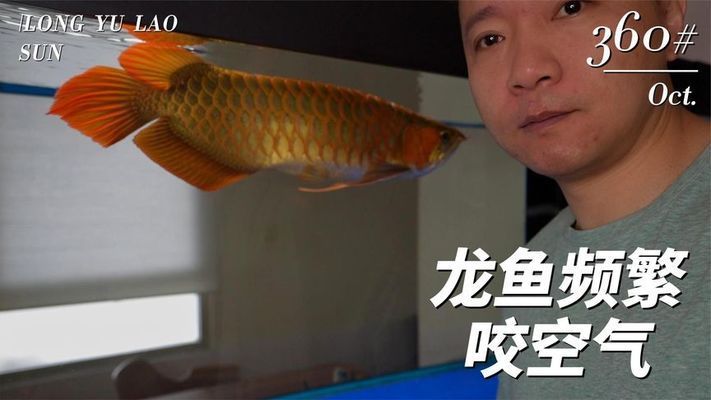 龍魚浮出水面咬空氣：龍魚浮出水面咬空氣可能是由多種因素引起的，主要包括多種因素 龍魚百科 第4張