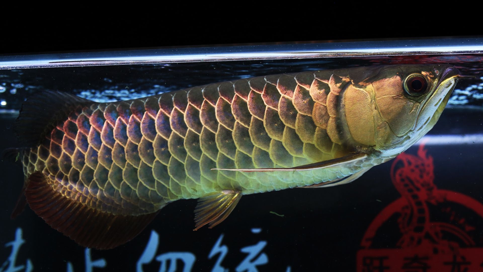 龍魚可以活多久：關(guān)于龍魚壽命的一些詳細信息 龍魚百科 第5張