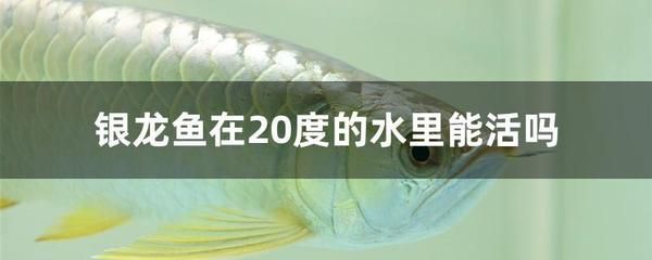 銀龍魚食欲不振原因及解決：如何判斷銀龍魚患病,銀龍魚混養(yǎng)注意事項 龍魚百科 第4張