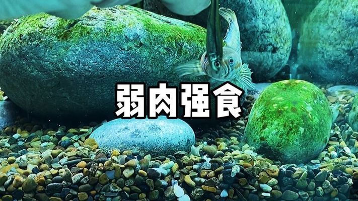 雷龍魚進食視頻：雷龍魚進食的正確方法 龍魚百科 第2張