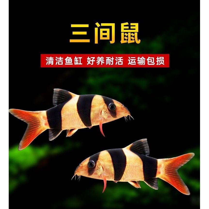 龍魚配什么：幾種適合與龍魚混養(yǎng)的魚類