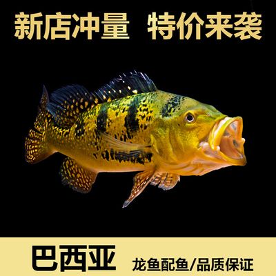 龍魚(yú)配什么：幾種適合與龍魚(yú)混養(yǎng)的魚(yú)類(lèi) 龍魚(yú)百科 第5張