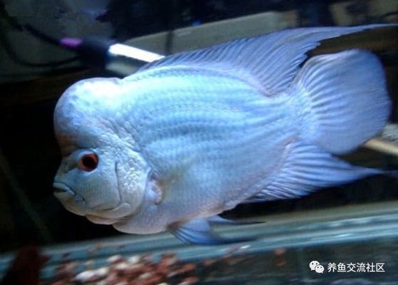 混養(yǎng)水族箱空間要求：混養(yǎng)水族箱的空間要求 龍魚百科 第2張