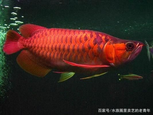 龍魚(yú)鰭上長(zhǎng)白疙瘩是什么：龍魚(yú)鰭上長(zhǎng)白疙瘩可能是由于疾病感染引起的，如何正確處理 龍魚(yú)百科 第5張