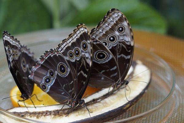 雷龍魚(yú)吃什么飼料發(fā)色好：雷龍魚(yú)發(fā)色的關(guān)鍵 龍魚(yú)百科 第3張