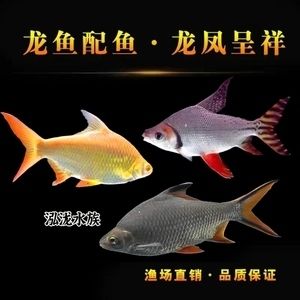 龍魚高端配魚有哪些：龍魚的配魚風(fēng)水寓意解析 龍魚百科 第4張