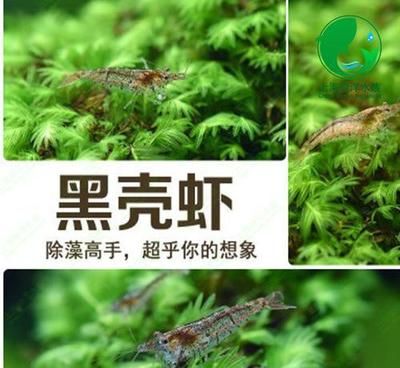 龍魚喂飼料還是喂蝦好：關(guān)于龍魚喂養(yǎng)的建議 龍魚百科 第5張