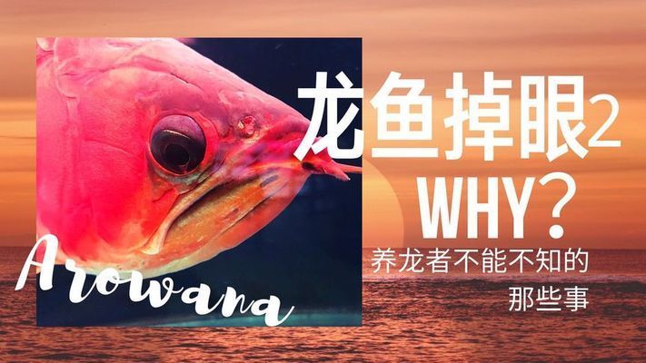 龍魚多大容易掉眼皮了：如何調(diào)整魚缸環(huán)境預(yù)防掉眼皮 龍魚百科 第1張