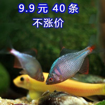 養(yǎng)殖成本增加對龍魚價格影響：養(yǎng)殖成本對龍魚價格的影響 龍魚百科 第1張