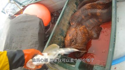 龍魚是海里的嗎還是河里：龍魚是淡水魚，而不是海魚， 龍魚百科 第1張