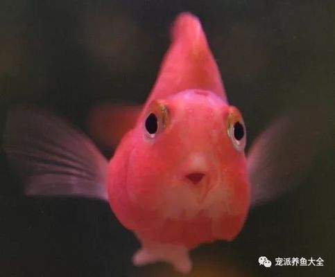 龍魚吃啥能變色啊視頻大全教程：探索紅龍魚食物多樣性與色彩變化之謎 龍魚百科 第2張