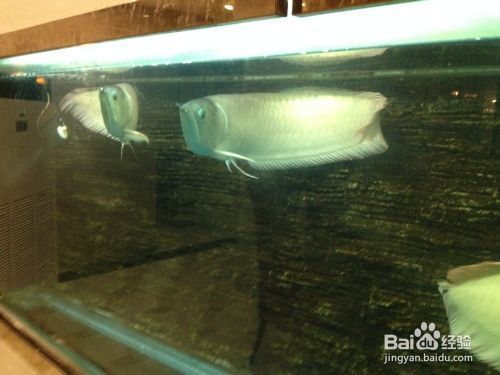 龍魚可以喂魚飼料嗎視頻：龍魚可以喂食專門的魚飼料但需要選擇適合其體型和成長階段的特定配方 龍魚百科 第1張