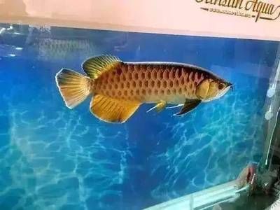 龍魚可以吃小金魚嗎：龍魚可以吃小金魚，但需注意食品安全和水質(zhì)控制等問題 龍魚百科 第1張