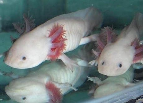 六角恐龍魚飼料：六角恐龍魚飼料品牌推薦 龍魚百科 第2張