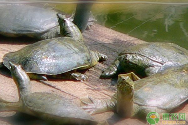 龍魚(yú)繁殖水溫調(diào)控實(shí)例：龍魚(yú)繁殖水溫調(diào)控技巧 龍魚(yú)百科 第4張