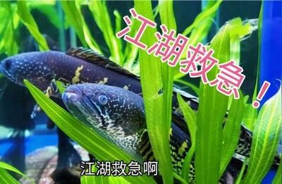 雷龍魚常見疾病及治療方法：雷龍魚疾病的治療方法 龍魚百科 第4張