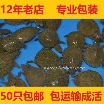 龍魚飼料哪種好養(yǎng)一點(diǎn)的：龍魚專用飼料品牌排行,龍魚幼魚飼料選擇技巧 龍魚百科 第1張