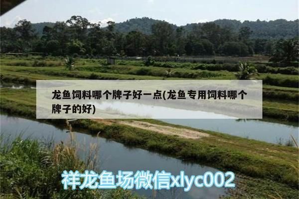 龍魚幼魚專用餌料推薦：龍魚專用餌料推薦 龍魚百科 第4張