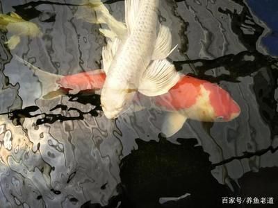 龍魚會吃錦鯉嗎：龍魚可能會攻擊并吃掉錦鯉 龍魚百科 第2張