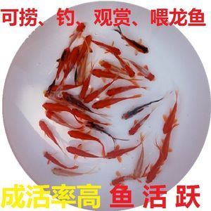 龍魚魚苗批發(fā)價格查詢：如何查詢龍魚魚苗的價格 龍魚百科 第5張