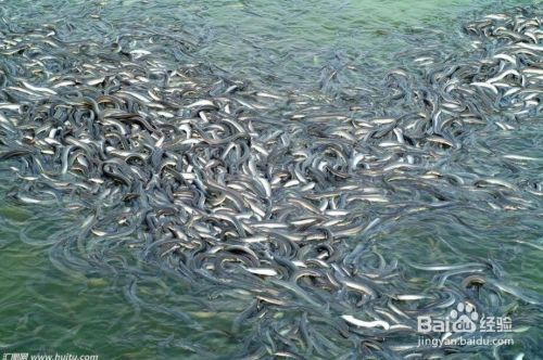 泰龐海鰱魚捕撈技巧分享：泰龐海鰱釣魚技巧分享 龍魚百科 第5張