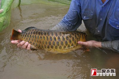 龍魚(yú)養(yǎng)殖場(chǎng)喂什么：龍魚(yú)養(yǎng)殖場(chǎng)喂養(yǎng)的重要元素和飼養(yǎng)需要注意飼料的微量元素 龍魚(yú)百科 第5張