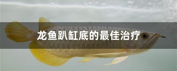 龍魚經(jīng)常停留不愛游動咋回事：龍魚不游動可能由多種因素引起，龍魚不愛游動可能由多種因素引起 龍魚百科 第2張