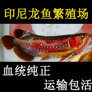 超血紅龍魚繁殖環(huán)境模擬技巧：如何模擬超血紅龍魚的繁殖環(huán)境 龍魚百科 第4張