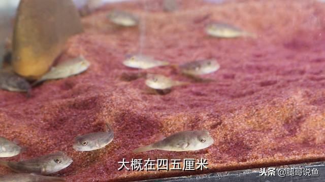 斑馬狗頭魚的日常飲食搭配：斑馬狗頭魚飼料自制方法,斑馬狗頭魚喂食量控制指南 龍魚百科 第2張