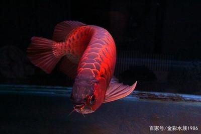 純種紅龍魚