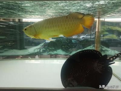 龍魚(yú)魚(yú)缸濾材多久更換好：魚(yú)缸濾材的更換周期