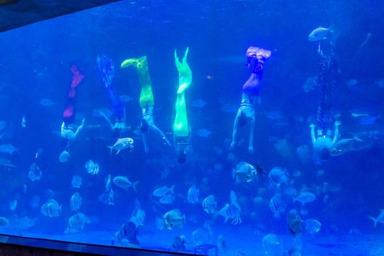 祥龍水族館人魚表演時(shí)間表：祥龍水族館人魚表演 龍魚百科 第2張