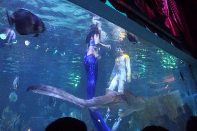 祥龍水族館人魚表演時(shí)間表：祥龍水族館人魚表演 龍魚百科 第4張