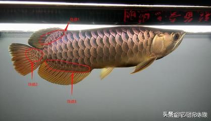 龍魚結(jié)構(gòu)與功能圖解：龍魚的結(jié)構(gòu)與功能 龍魚百科 第3張