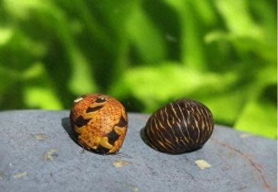 龍魚吃魚嗎：如果龍魚吃了魚，會(huì)對(duì)其健康產(chǎn)生不良影響嗎，該怎么辦 水族問答 第1張