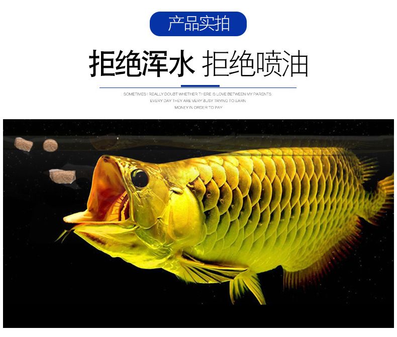 龍魚有小的嗎：體型較小的龍魚品種 龍魚百科 第3張