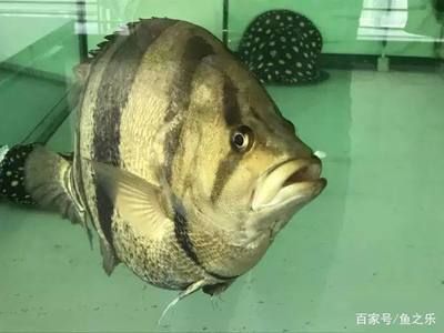 龍魚咬虎魚：如何判斷龍魚與虎魚混養(yǎng)注意事項，改善魚缸環(huán)境減少攻擊性 龍魚百科 第3張